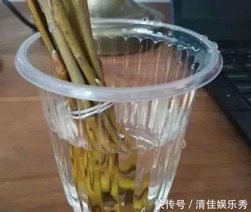 植株|这东西泡水就是“天然生根剂”，埋在盆里也管用，根系越养越粗壮