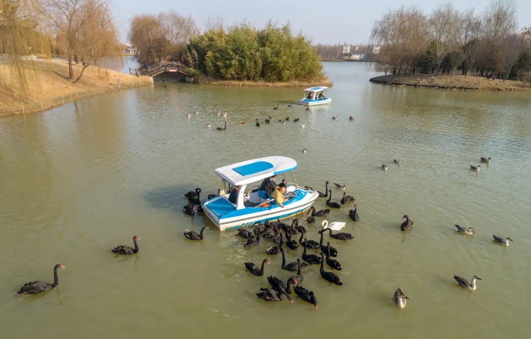 前海|就地过年同样欢乐 台儿庄古城花式玩法攻略请收好