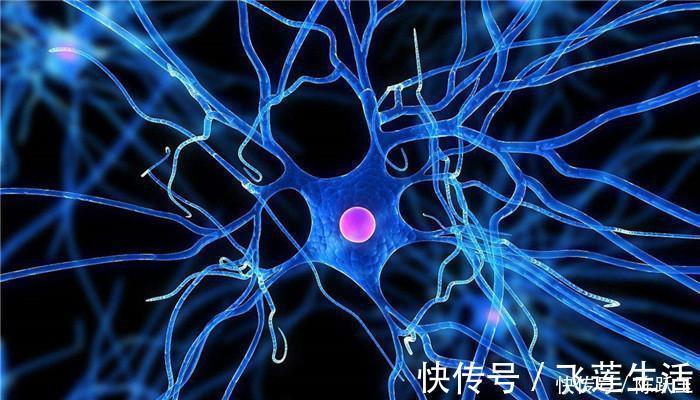 萃枫苷|有趣的老年痴呆测试：章鱼中有一只小鱼，看你能在30秒之内找到吗