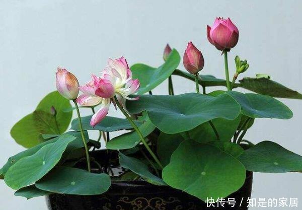 叶片|四种花不怕水,越浇长得越旺,松松长到爆盆,叶片肥壮绿油油