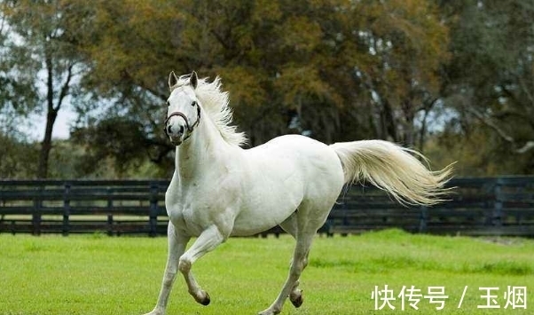 生肖|“惹不起”的生肖马，10月开始乘风破浪，勇往直前，事业顺风顺水