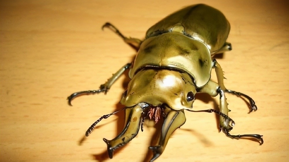 我们的生活|日本的可怕昆虫你见识过么？动漫创意来源！