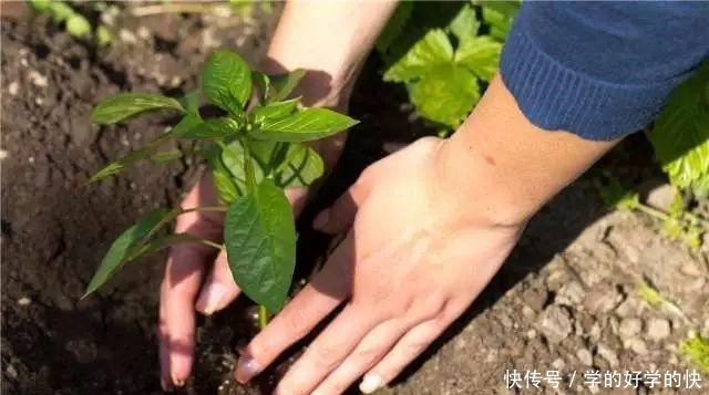 没时间、没经验的阳台种菜者，统统看过来，台长为你提供解决方案！