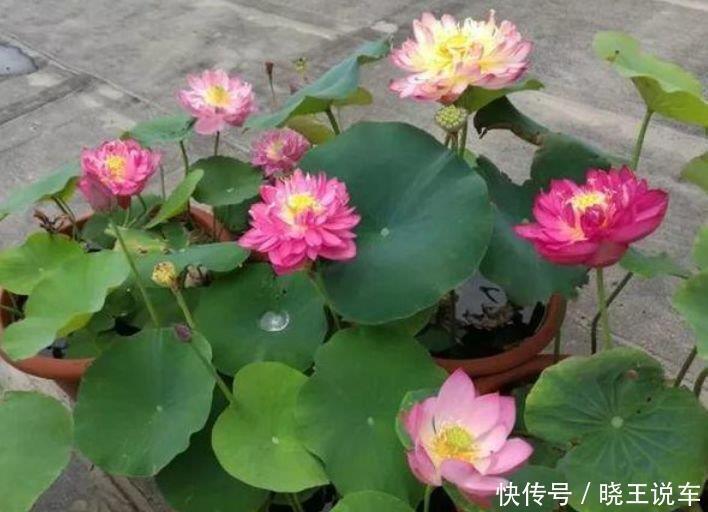 夏天家里养此款花,花期长花量大,惊艳如花球,美翻了