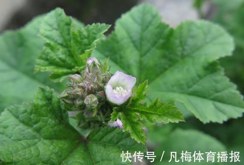 采摘|这野草,俗称“百菜之王”,农村不常见,一斤能卖12元,遇见重视