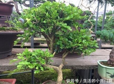 聪明人喜欢“2绿植”,养人还旺财,枝条变老后,就成“镇家宝”!