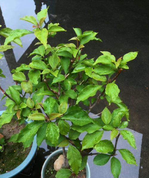 三角梅|养三角梅6年,摸索出1个简单的扦插方法,成活率90%以上!