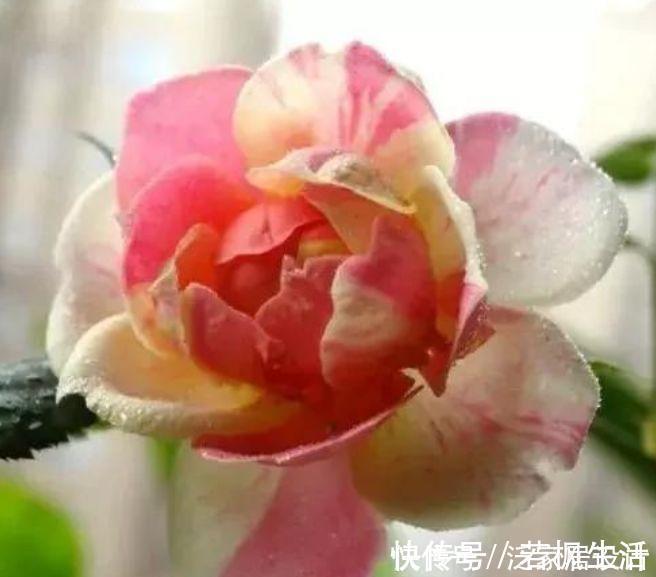 种花|香气浓郁的5种花,家里养一盆,满屋飘香,颜值超高好喜欢