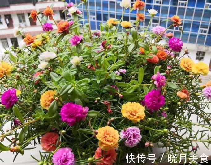 想要太阳花安全过冬,3个要点要谨记,做好了来年花量倍增