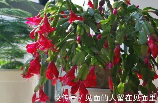 蟹爪兰开花少,两句话就搞定,一连开花几个月,开到爆盆