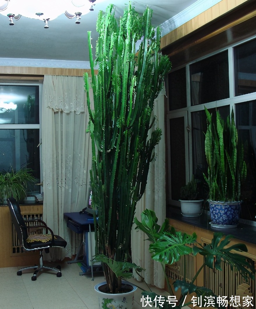 5种“丑花”,寓意却大,富贵又威武,再丑也要养一盆