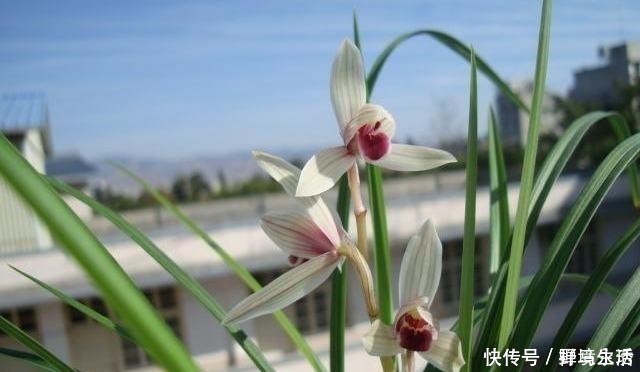 花香浓|路边看到这“三种花”马上挖回家，花香浓易爆盆，花开一茬又一茬！