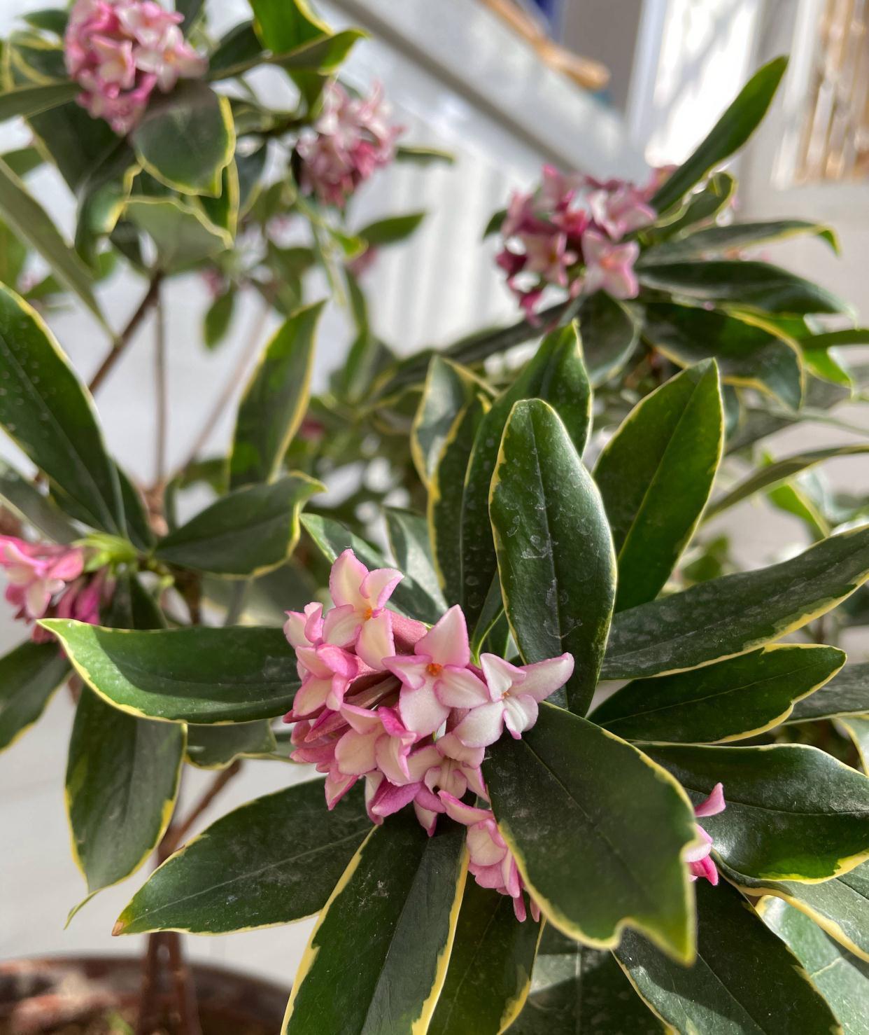 冬季养金边瑞香，做好2步很关键，过冬很顺利、花多香浓