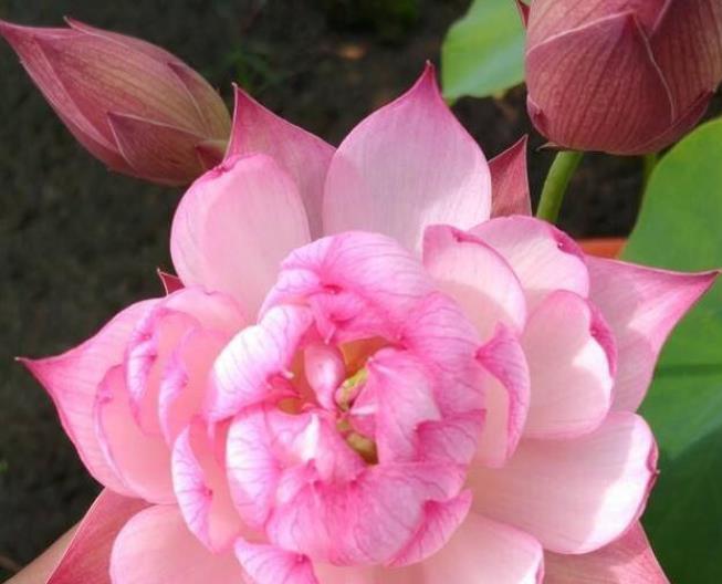 4种花适合新手养,不用费心,开起花来“拦”不住,美不胜收