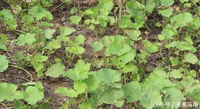 采摘|农村这种野草有剧毒,老农民却称它为“解毒王”,见到别随意采摘