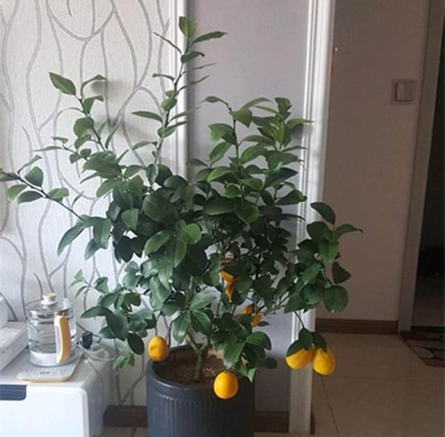 6种阳台水果盆栽，再忙也要养一盆，沾土就活，果实甜如蜜