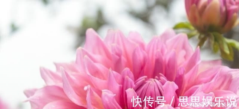 这首诗$李清照的这首《残花》,被很多认为是败笔,虽然有瑕疵但同样经典