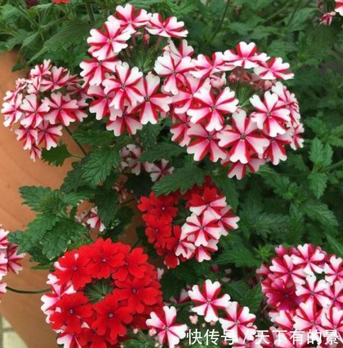 栀子花|几款植物,四季繁花似锦,好养易打理,花姿妖娆美极了