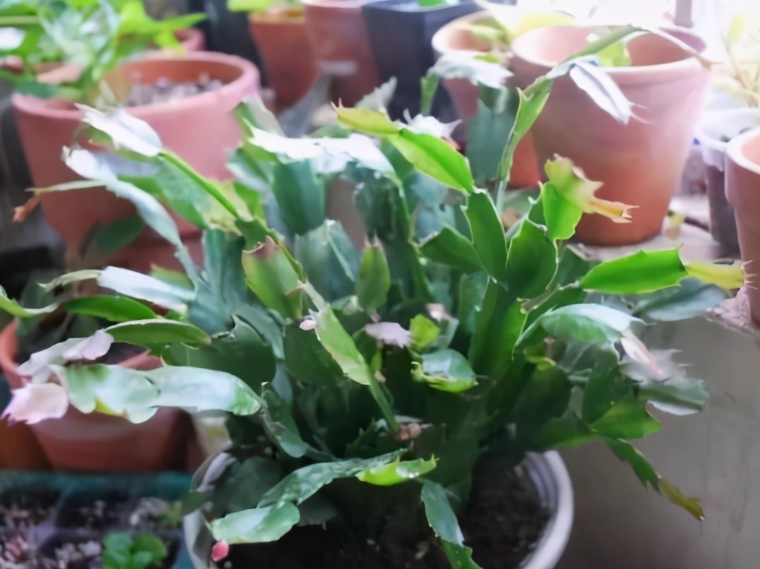 打蔫|害怕蟹爪兰夏季打蔫,告诉你几个关键操作,让它叶片油绿硬挺