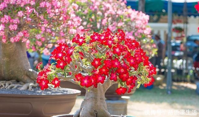 养花顺口溜,6个“无”字理解透彻,养花不用愁!