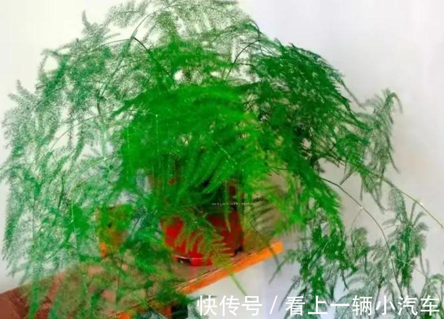 天冷养文竹，常做“3个小动作”，新芽咕咕冒不停，枝叶常青