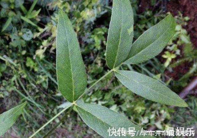 阳台上|有芳香味的“野草”,被称为“隔山香”,山脚下有不少,珍贵!