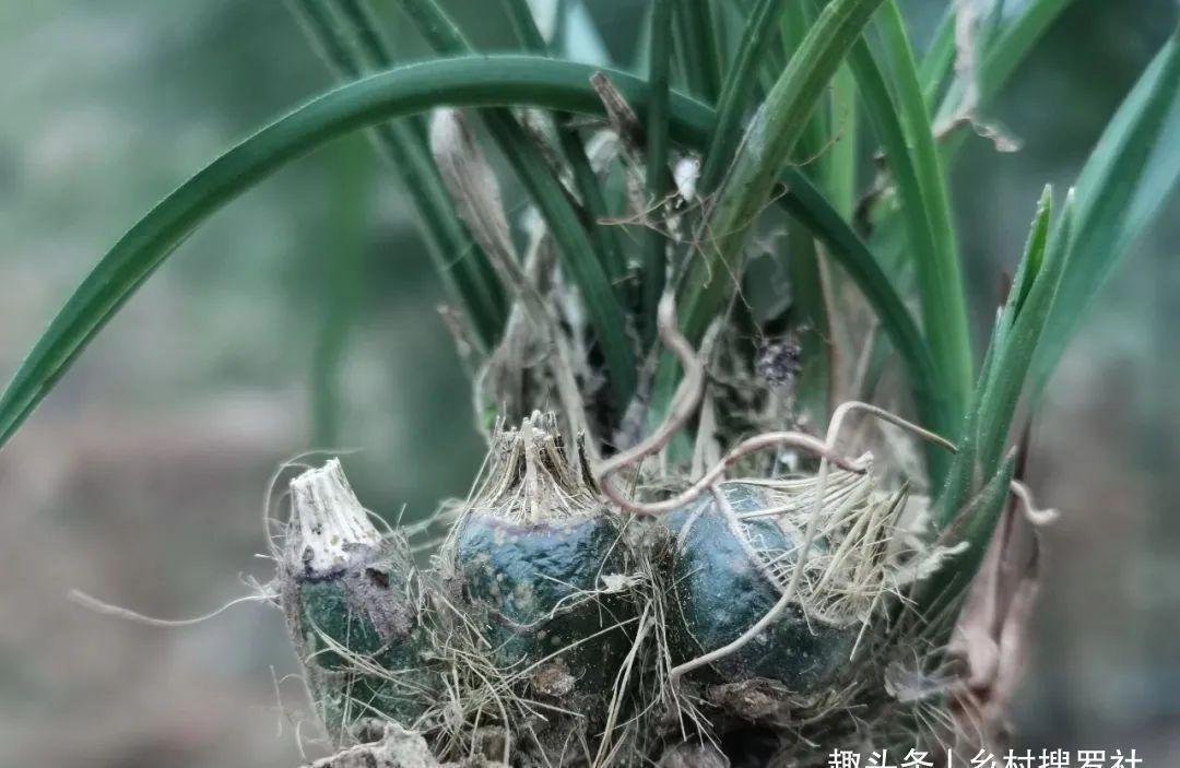 什么是兰花老芦头？如何快速育苗？这样操作，比花钱的营养土更好