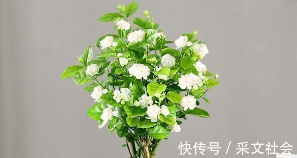 小技巧|茉莉花都养不活快学3个“小技巧”,生长开花不间断,满屋飘香