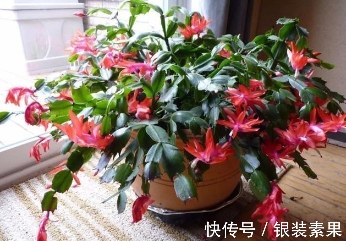 叶绿花|“洗衣粉”养花有奇效1周后,叶绿花大,满屋子飘香,养啥都旺