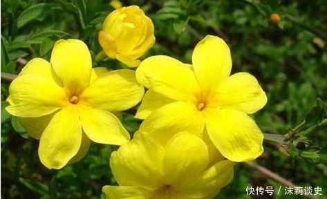 居家就养此款花卉,不闻不问,花开爆盆美如花,养在家中香飘满屋