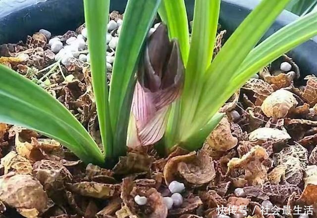 吃完3样东西,留下“废壳”,闷一闷拿来养花,比营养土强10倍!