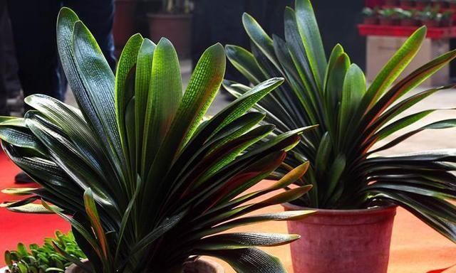 “2种水”浇君子兰,“大白根”蹭蹭冒,叶片绿油油,花朵鲜艳