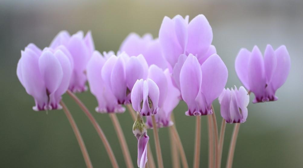 竹报平安|家中养一盆,有“灵气”的植物,油绿旺盛,招财旺家,平安,康健