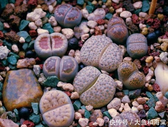 世界十大奇异植物!太妙了!