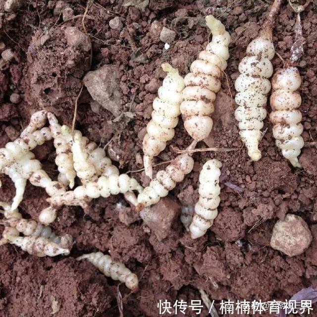 汪颖|被称为“地白虫”,原先无人要,现在居然卖30元/斤,为啥呢?