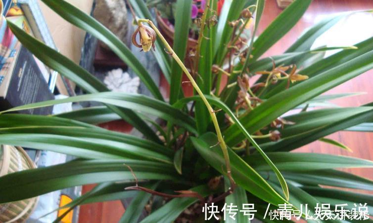 花友们|家中的兰花盆栽多年不开花，究其原因，不过是这3点没做好罢了