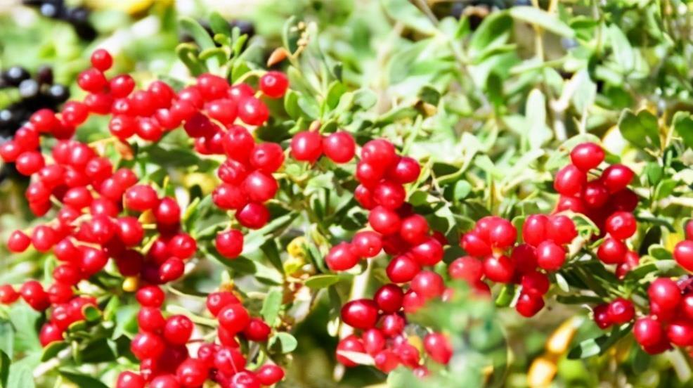 女性不想老太快,要多吃3种食物,排毒养颜,有益健康!