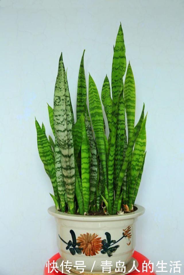 这几种花卉养家里吸毒气,轻松好心情,让你健康长寿