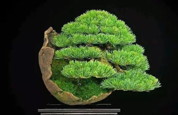 看到这些盆景以前的样子,我也是服了