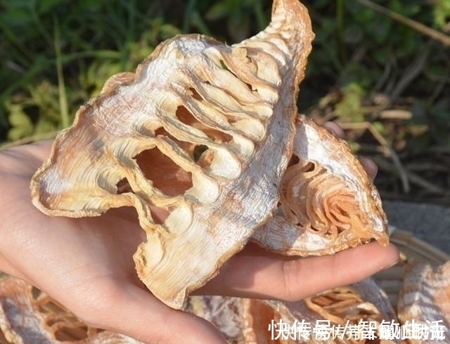 农村烂在地里没人要，没想到城里人却争着买，长得丑，特好吃