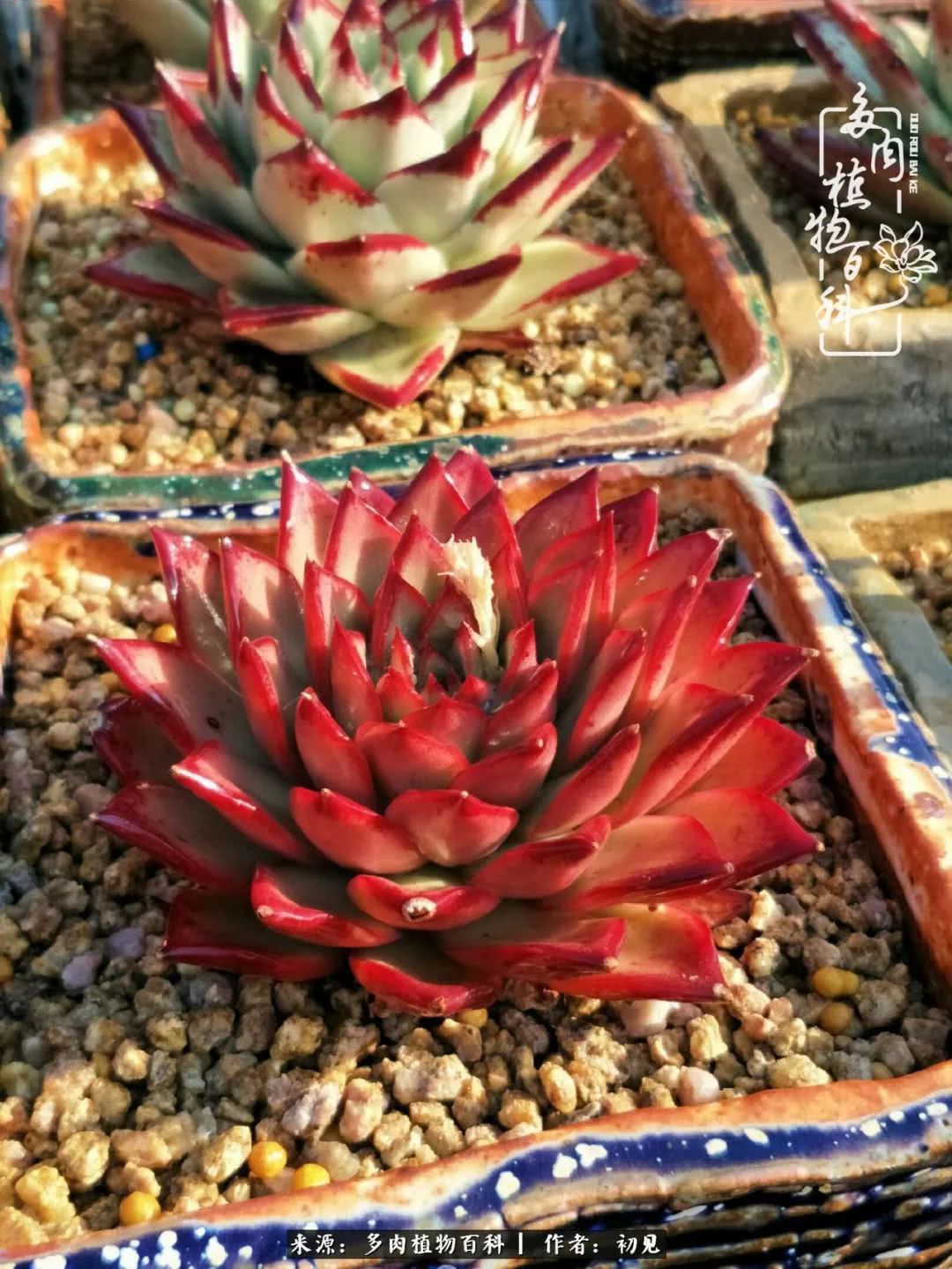 养多肉四周年，从初见到爱恋！幸福一直藏在浅薄的日子里！