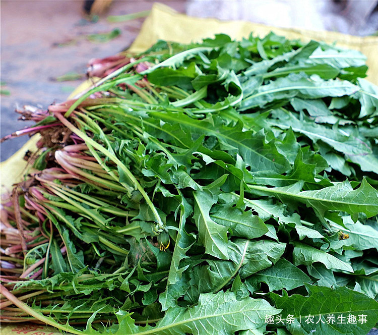 农村|农村不起眼的野草,浑身是宝,号称肝的“清洗剂”,现在吃正当季