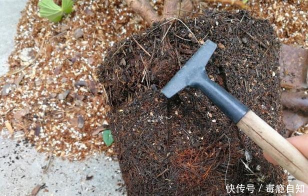 9月前后，这花必须剪一剪，不然明年没花看！