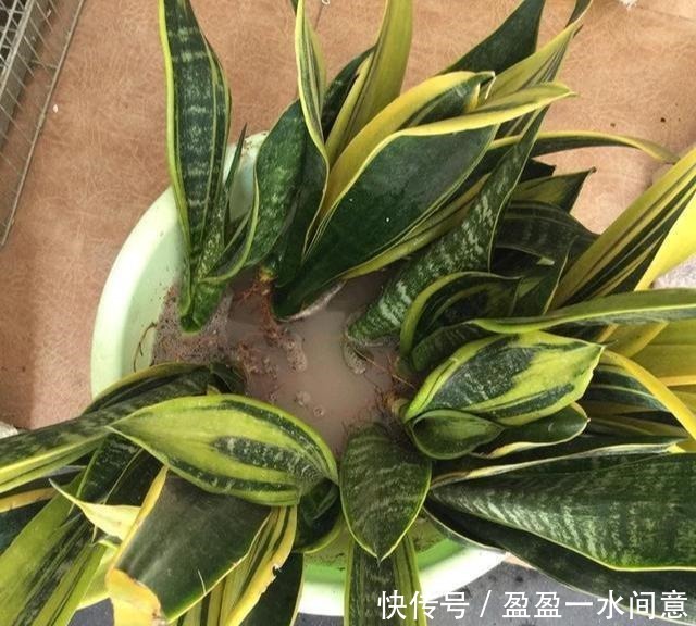 多菌灵、硫酸亚铁、磷酸二氢钾,光听不会用3分钟就教你学会!