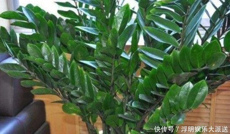 花期最长的“4种花”,福运财运旺,新的一年幸福满满!