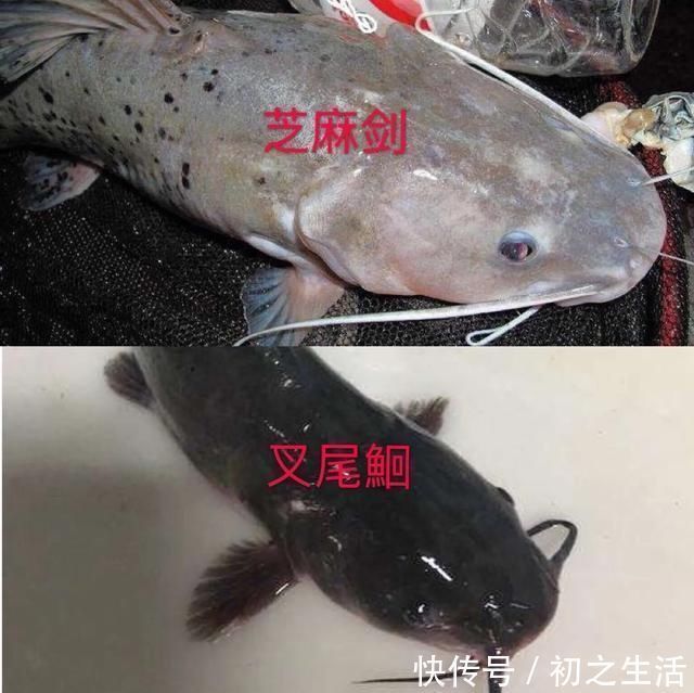 充气艇|这种是我国最贵的淡水鱼品种之一,很多人即使钓到都舍不得吃