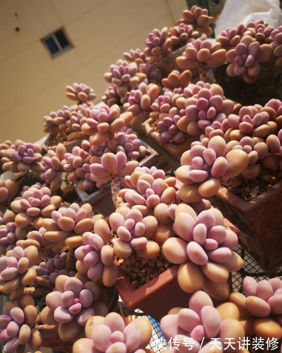 品种|做梦都想拥有的,桃林,橙林,独爱1种多肉,也是值得学习