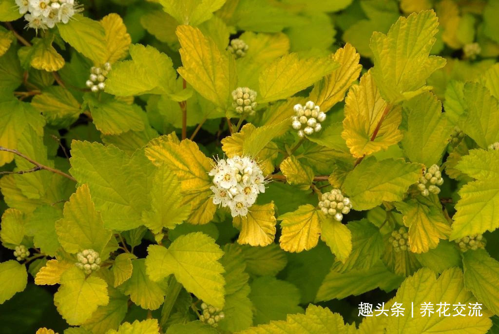 耐寒|13种耐寒的盆栽花卉,零下20多度可存活,大部分南方也能种