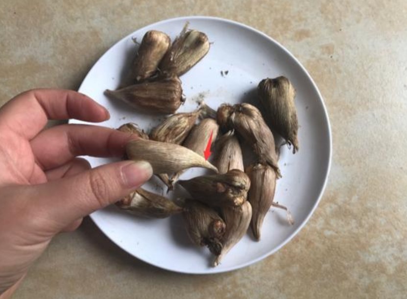 你见过“香鸢尾”花吗漂亮又好养,比兰花美10倍,人人都喜欢!