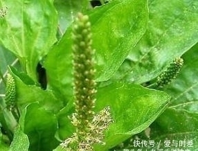  莫慌常食|立秋后，咳嗽痰多，莫慌常食此野菜，清热解毒、止咳祛痰